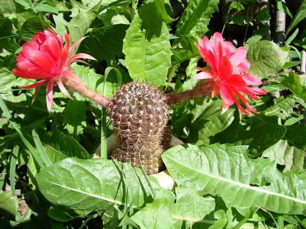 Large Red Bloom Hedgehog Cactus Pot Two Flowers Same Time — Fotografia de Stock