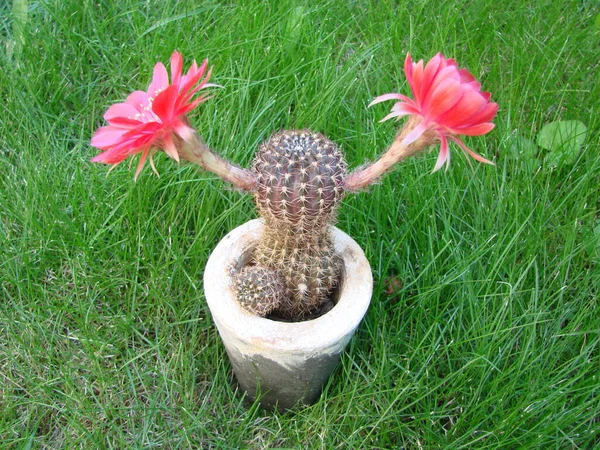 Large Red Bloom Hedgehog Cactus Pot Two Flowers Same Time — Stok fotoğraf