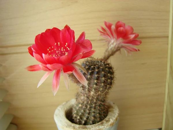 Large Red Bloom Hedgehog Cactus Pot Two Flowers Same Time — Stok fotoğraf