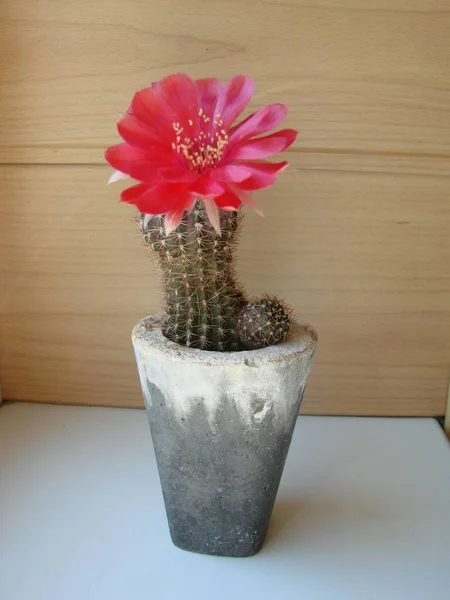 Large Red Bloom Hedgehog Cactus Pot Two Flowers Same Time — 스톡 사진