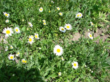 Beautiful nature with blooming medical chamomiles in sun day. Summer