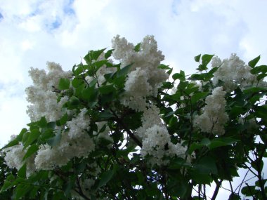 Mor leylak çiçekleri dalı, şırınga kabalığı. Zambak açan bitkiler mavi gökyüzüne karşı