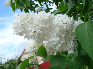 Mor leylak çiçekleri dalı, şırınga kabalığı. Zambak açan bitkiler mavi gökyüzüne karşı