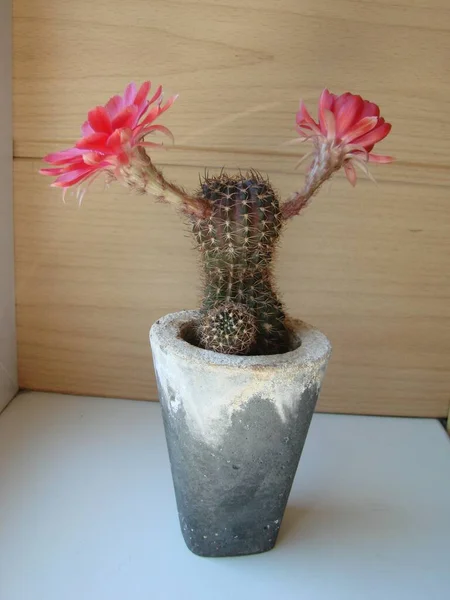 Large Red Bloom Hedgehog Cactus Pot Two Flowers Same Time — 스톡 사진