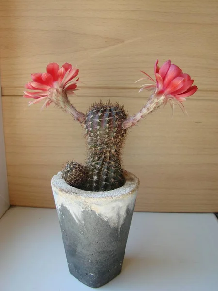 Large Red Bloom Hedgehog Cactus Pot Two Flowers Same Time — 스톡 사진