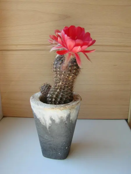 Large Red Bloom Hedgehog Cactus Pot Two Flowers Same Time — 스톡 사진