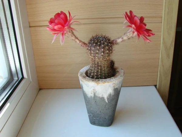 Large Red Bloom Hedgehog Cactus Pot Two Flowers Same Time — 스톡 사진