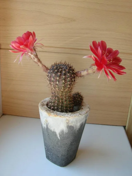 Large Red Bloom Hedgehog Cactus Pot Two Flowers Same Time — Stock Photo, Image