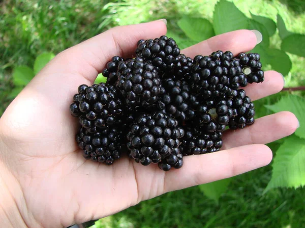 Harvesting Concept Women Hands Picking Ripe Blackberries Full Berries Blackberry — Stockfoto