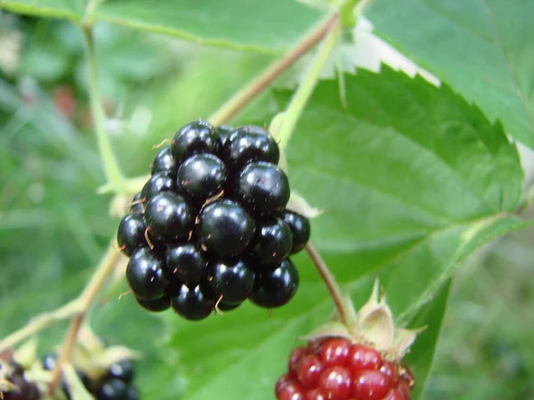 Bunch Ripe Blackberry Fruits Branch Green Leaves Fresh Blackberries Garden — Stock Photo, Image