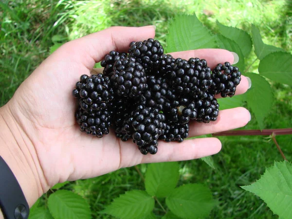 Концепция Сбора Урожая Женщины Собирают Спелые Ежевики Полные Ягод Blackberry — стоковое фото