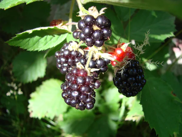 Bunch Ripe Blackberry Fruits Branch Green Leaves Fresh Blackberries Garden — Foto Stock