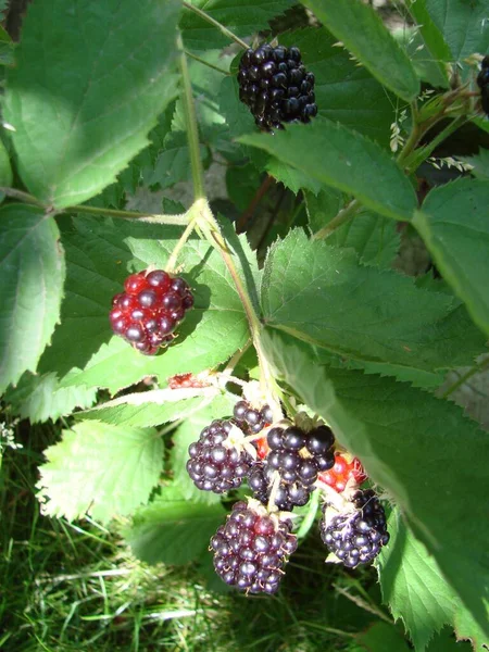 Bunch Ripe Blackberry Fruits Branch Green Leaves Fresh Blackberries Garden — 图库照片