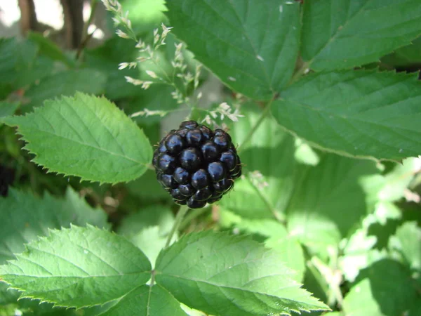 Bunch Ripe Blackberry Fruits Branch Green Leaves Fresh Blackberries Garden — Stockfoto