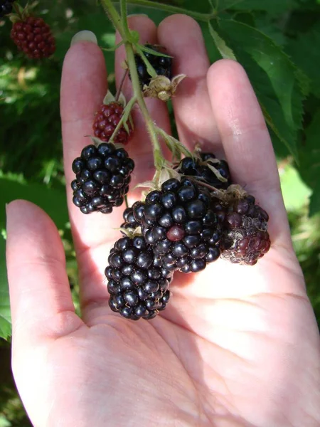 Harvesting Concept Women Hands Picking Ripe Blackberries Full Berries Blackberry — Stockfoto