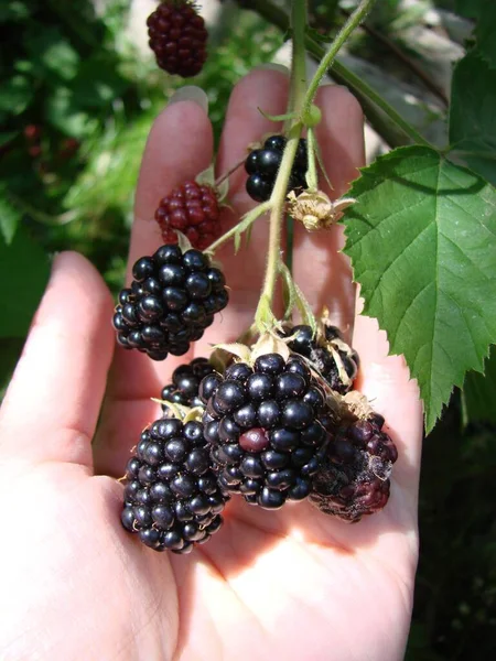 Harvesting Concept Women Hands Picking Ripe Blackberries Full Berries Blackberry — Stock Photo, Image