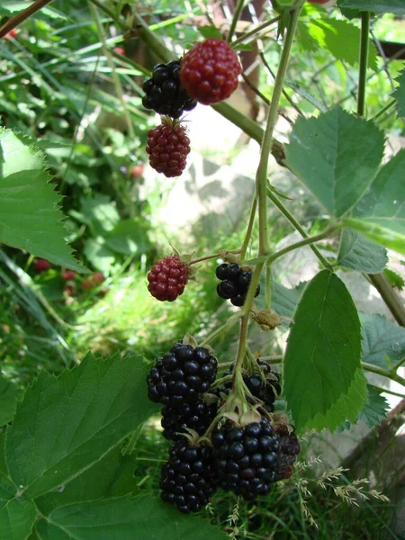 Bunch Ripe Blackberry Fruits Branch Green Leaves Fresh Blackberries Garden — Foto Stock