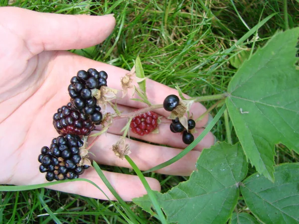 Harvesting Concept Women Hands Picking Ripe Blackberries Full Berries Blackberry — Foto Stock