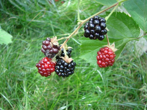 Bunch Ripe Blackberry Fruits Branch Green Leaves Fresh Blackberries Garden —  Fotos de Stock