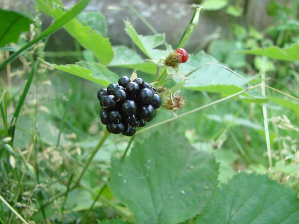 Bunch Ripe Blackberry Fruits Branch Green Leaves Fresh Blackberries Garden — 图库照片
