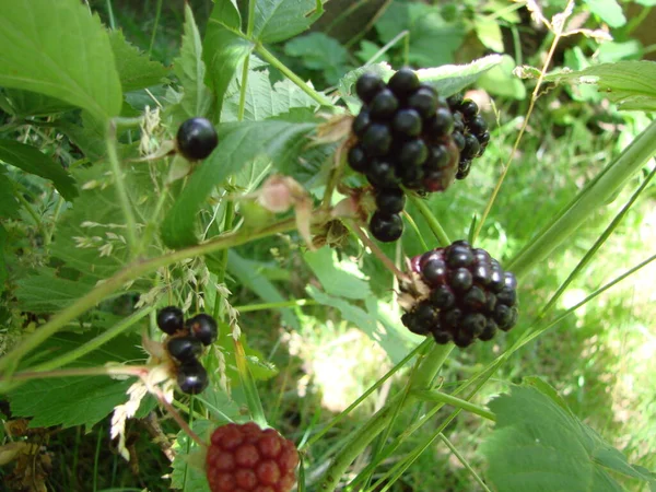 Bunch Ripe Blackberry Fruits Branch Green Leaves Fresh Blackberries Garden — 스톡 사진