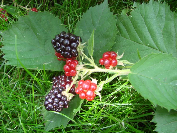 Bunch Ripe Blackberry Fruits Branch Green Leaves Fresh Blackberries Garden — Fotografie, imagine de stoc