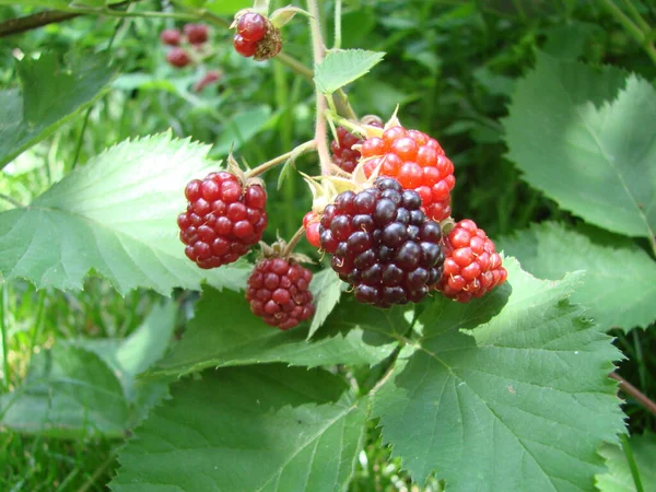 Bunch Ripe Blackberry Fruits Branch Green Leaves Fresh Blackberries Garden — Fotografia de Stock