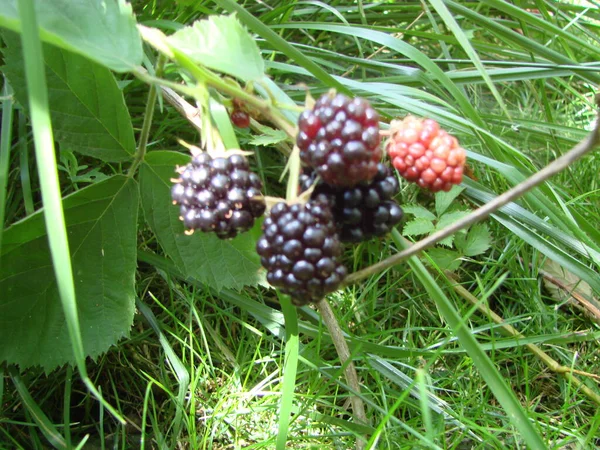 Bunch Ripe Blackberry Fruits Branch Green Leaves Fresh Blackberries Garden — Stockfoto