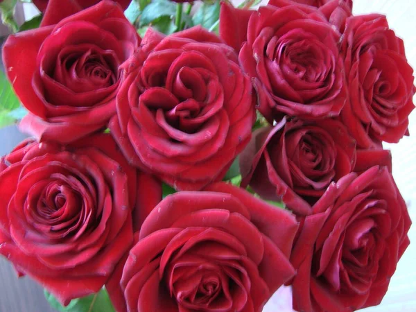Red roses background. Texture of red flowers. Top view on red roses. Close-up, cropped shot. Nature\'s beauty