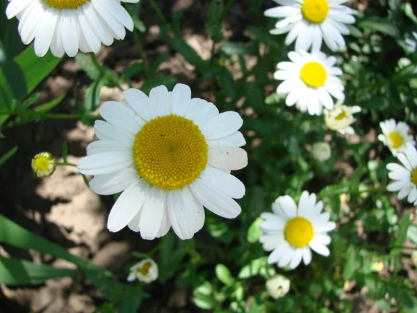 Beautiful Nature Blooming Medical Romomiles Sun Day Лето — стоковое фото