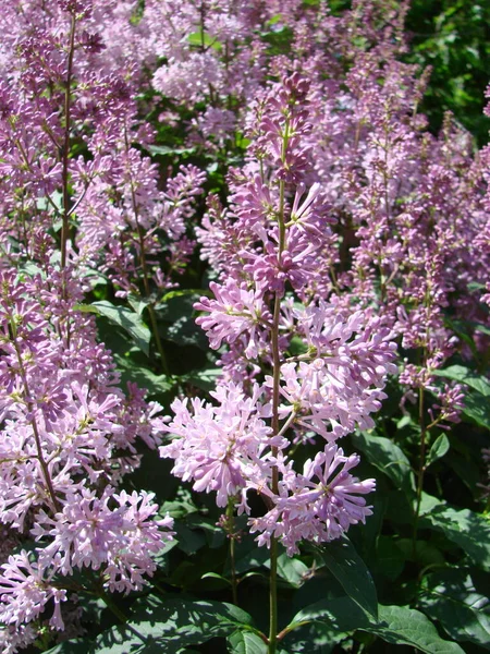Rama Flores Lila Púrpura Syringa Vulgaris Lirio Flores Plantas Fondo —  Fotos de Stock
