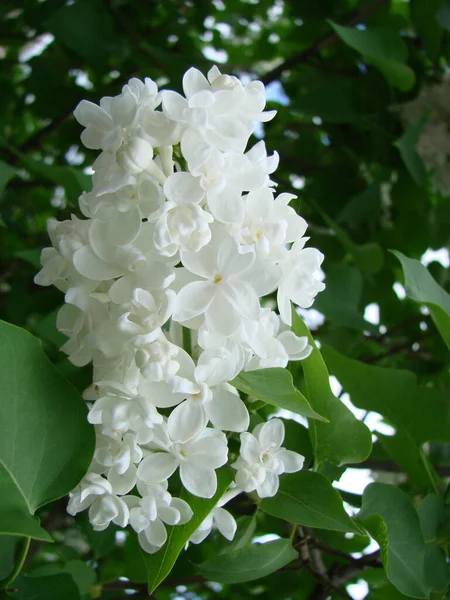 Rama Flores Lila Púrpura Syringa Vulgaris Lirio Flores Plantas Fondo — Foto de Stock