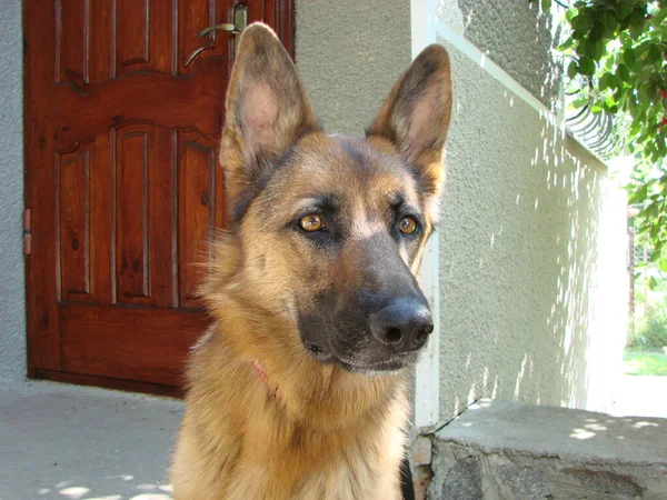 German Shepherd Dog Intelligent Eyes Dog Man Friend Dog Plays — Stock fotografie