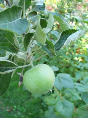 Green apples on the tree. Apple branch with fruits on the background of the garden. Agriculture, organic, natural.