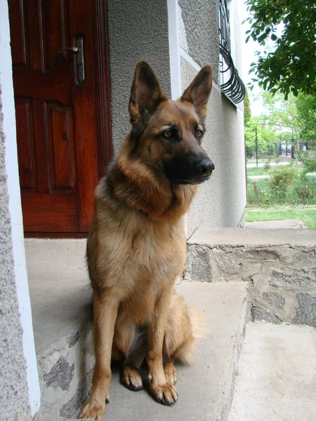 Κοντινό Πλάνο Ενός Γερμανικού Ποιμενικού Σκύλου Έξυπνα Μάτια Και Γλώσσα — Φωτογραφία Αρχείου