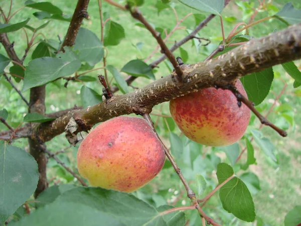 Bouquet Abricots Mûrs Branche Dans Lumière Soleil — Photo