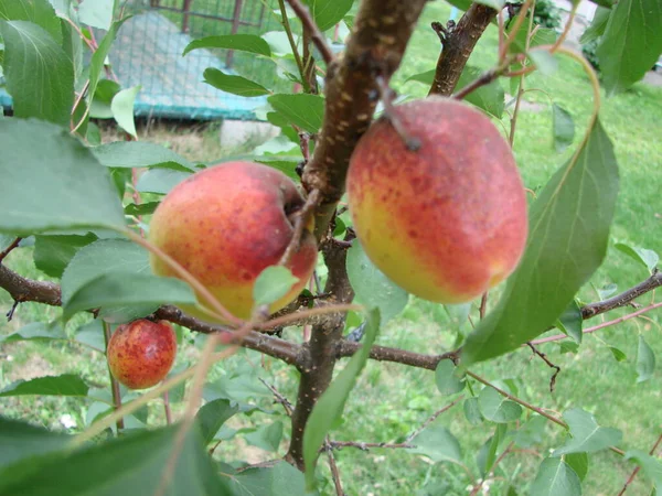 Bunch Ripe Apricots Branch Sunlight — Stock Photo, Image