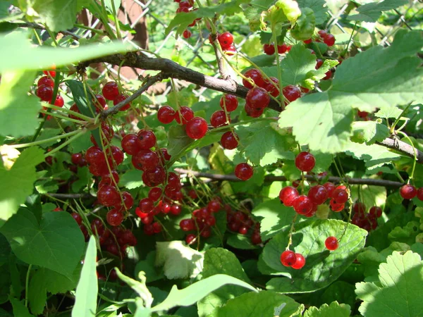 Branch Ripe Red Currant Garden Macro Shot Ripening Red Currant — Stock Fotó