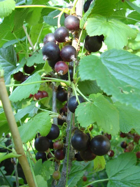 Black Currant Berries Garden Bush Currant Harvest Macro Shot Ripening — 图库照片