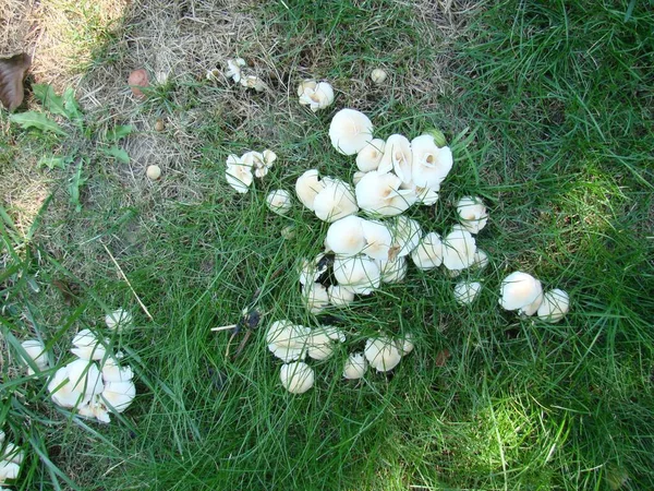 Toadstool Mushrooms Nature Green Grass Hallucinogenic Mushrooms —  Fotos de Stock