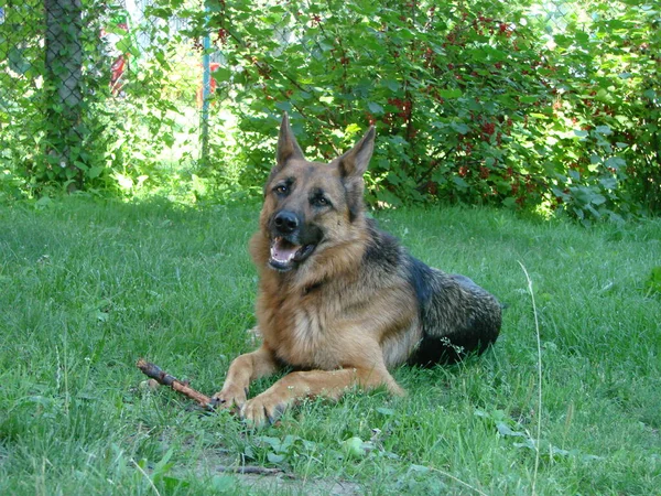 German Shepherd Dog Intelligent Eyes Dog Man Friend Dog Plays — Fotografia de Stock