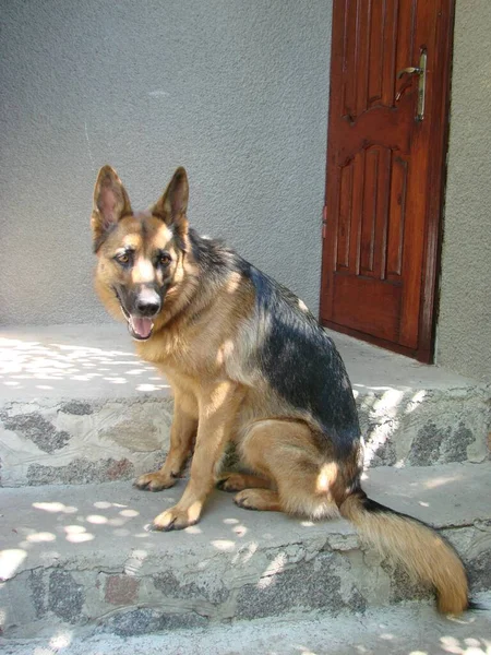 German Shepherd Dog Intelligent Eyes Dog Man Friend Dog Plays — Stockfoto