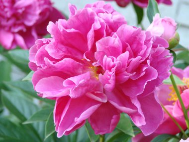 Çiçeklerin yakın çekim Pembe şakayık . Katalog veya online mağaza için güzel şakayık çiçek. Çiçek dükkanı konsepti . Güzel taze kesme buketi. Çiçek teslimatı