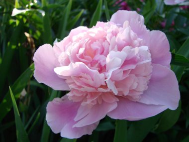 Çiçeklerin yakın çekim Pembe şakayık . Katalog veya online mağaza için güzel şakayık çiçek. Çiçek dükkanı konsepti . Güzel taze kesme buketi. Çiçek teslimatı