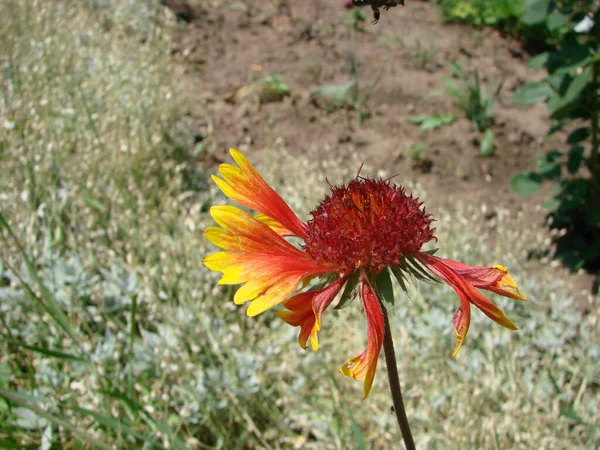 Czerwony Rudbeckia Żółty Kwiat Natura — Zdjęcie stockowe