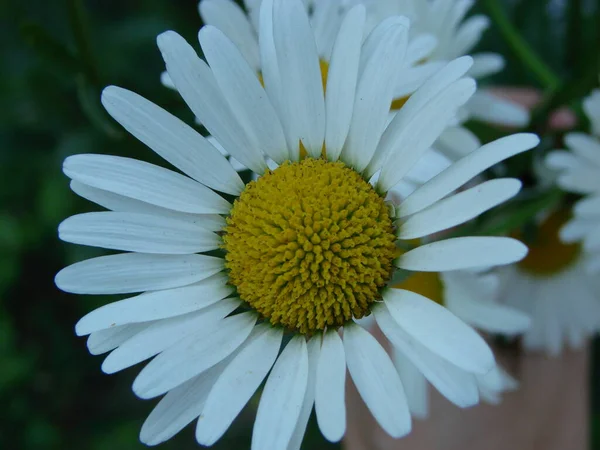 盛开的洋甘菊田野 甘菊花 — 图库照片