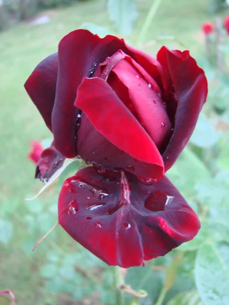 Rote Rosenblätter Mit Regentropfen Großaufnahme Rote Rose — Stockfoto