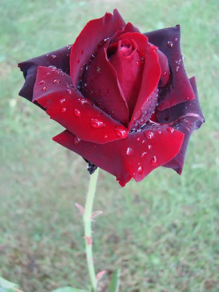 雨が降ると赤いバラの花びらが閉じます 赤いバラ — ストック写真