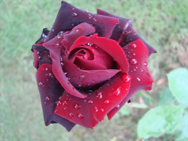 Vörös Rózsaszirmok Esőcseppekkel Közelről Vörös Rózsa — Stock Fotó