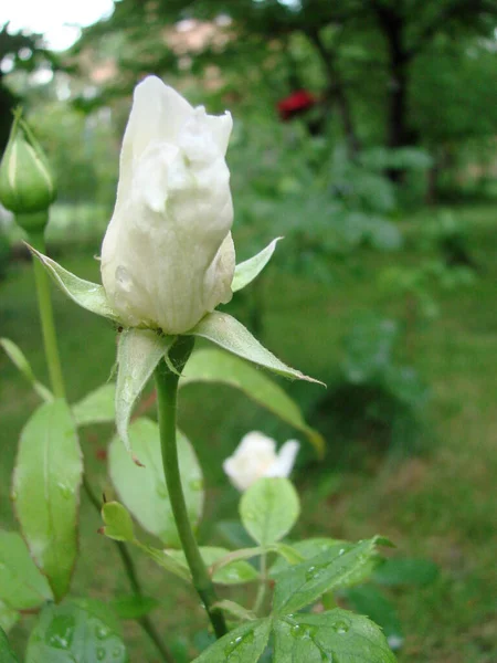Bud Flower White Varietal Rose Background Green Grass Garden Spring — Stock Photo, Image